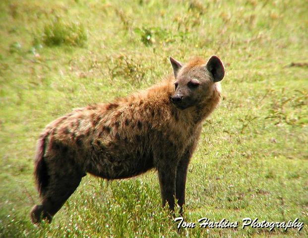 Female spotted hyena.jpg